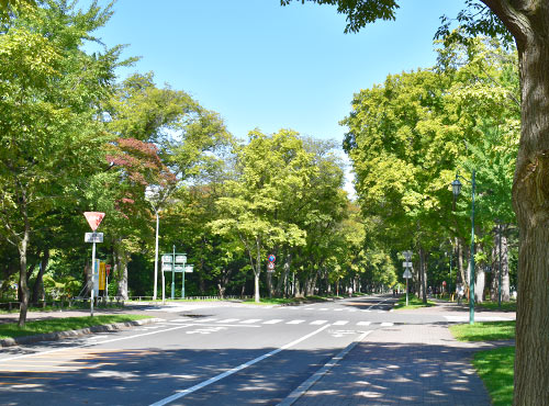 北海道大学メインストリートの写真