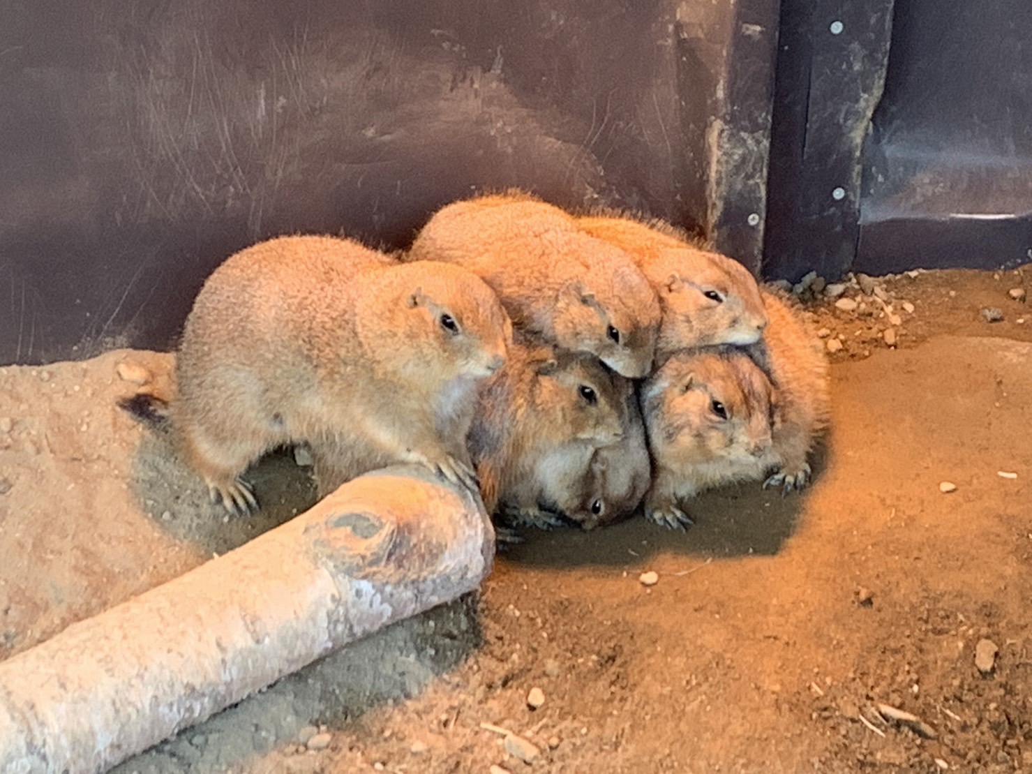 プレーリードッグ