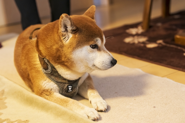 カーペットイヌ